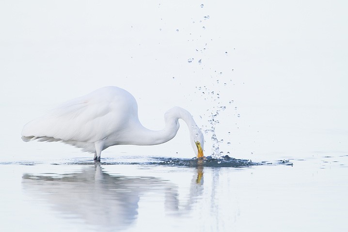 Silberreiher Ardea alba Great White Egret